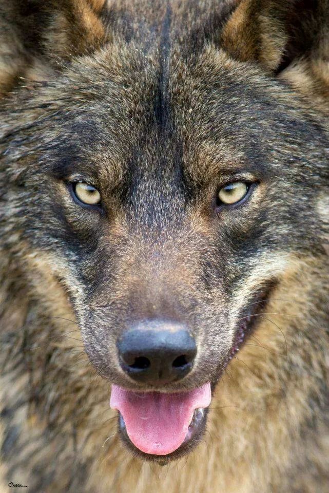 La mirada del lobo